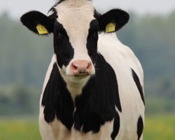 CASO CLÍNICO: Paramfistomosis bovina