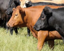 CASO CLÍNICO: Micoplasmosis bovina