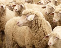 CASO CLÍNICO: Aborto por Campylobacter fetus