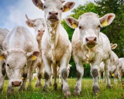 CASO CLÍNICO: Dermatofilosis cutánea