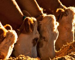 CASO CLÍNICO: Salmonelosis bovina