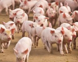 ¿CÓMO LLEGAMOS AL DIAGNÓSTICO DE UN PROCESO DIGESTIVO EN PORCINO?
