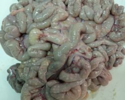 CASO CLÍNICO: Coccidiosis caprina