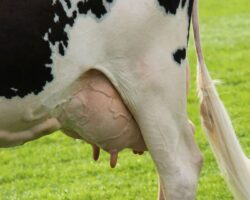 ¿CÓMO LLEGAMOS AL DIAGNÓSTICO DE LAS MAMITIS EN RUMIANTES?