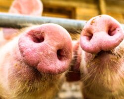 ¿CÓMO LLEGAMOS AL DIAGNÓSTICO DE UN PROCESO RESPIRATORIO EN PORCINO?