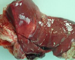 CASO CLÍNICO: Neumonía y pleuritis fibrinosa por Mannheimia haemolytica