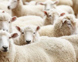 CASO CLÍNICO: Neumonía por Maedi-Visna