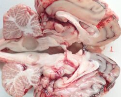 CASO CLÍNICO: Cenurosis ovina